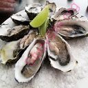 oyster (Oops! image not found)